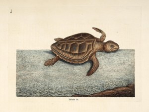 26773249202_d5d06eddf8_z